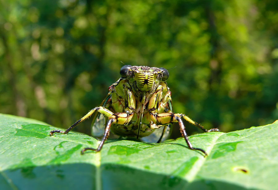 10 удивительных звуков, которые стоит услышать